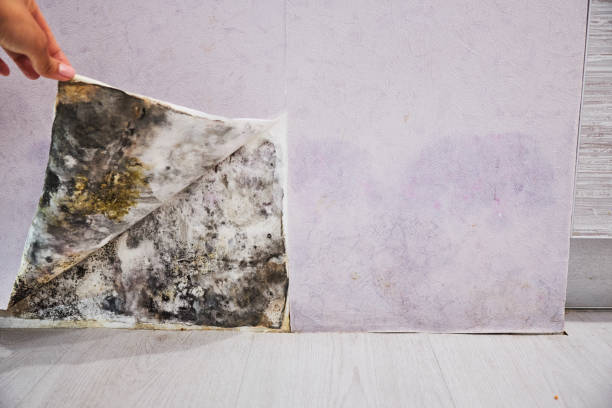 Professional Mold Removal in Kennett, MO